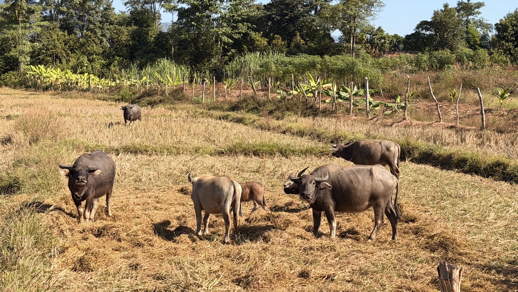 Buffalo