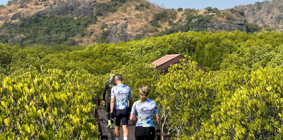Cycling tour participants walking along the wooden boardwalk through the scenic Pranburi Mangrove Forest.
