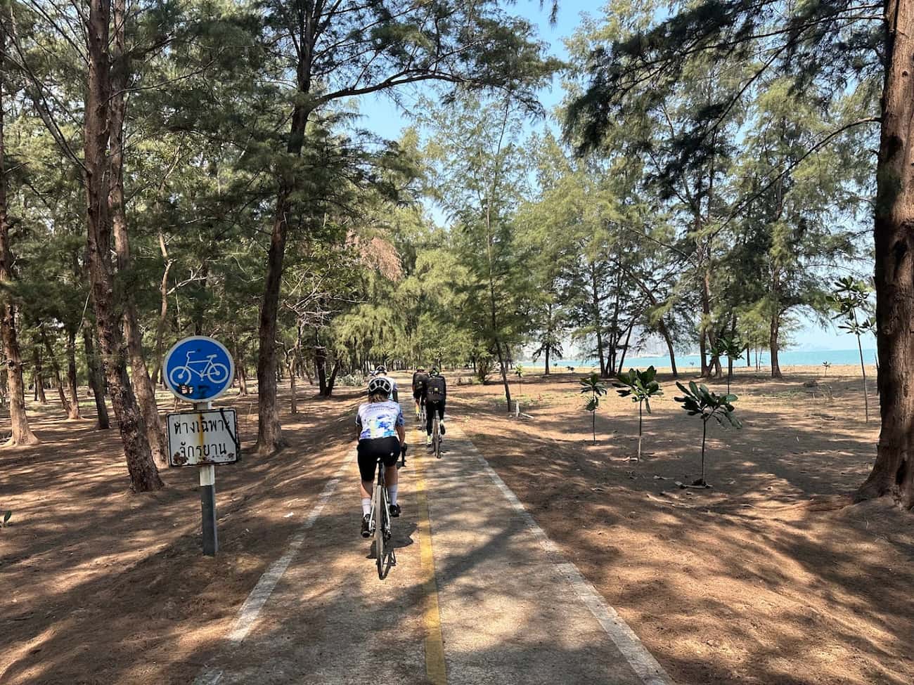 A cyclist riding down a dedicated beachfront bike path through a pine forest on a guided Hua Hin cycling holiday.