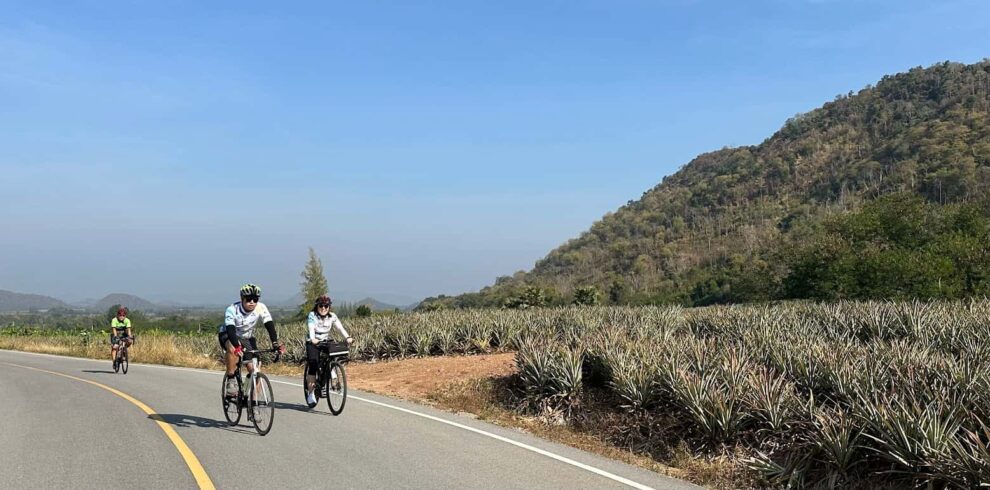 Two cyclists riding past expansive pineapple fields with mountain views during a cycling holiday in Thailand.