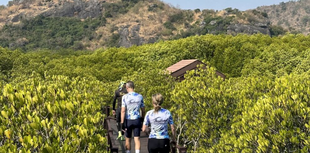 Cyclists from Thailand Cycle Tours walking along a wooden boardwalk through lush mangrove forests in Hua Hin, Thailand. Surrounded by vibrant coastal vegetation and scenic limestone hills, this eco-adventure showcases the natural beauty, wildlife, and outdoor experiences of a cycling holiday in Thailand.