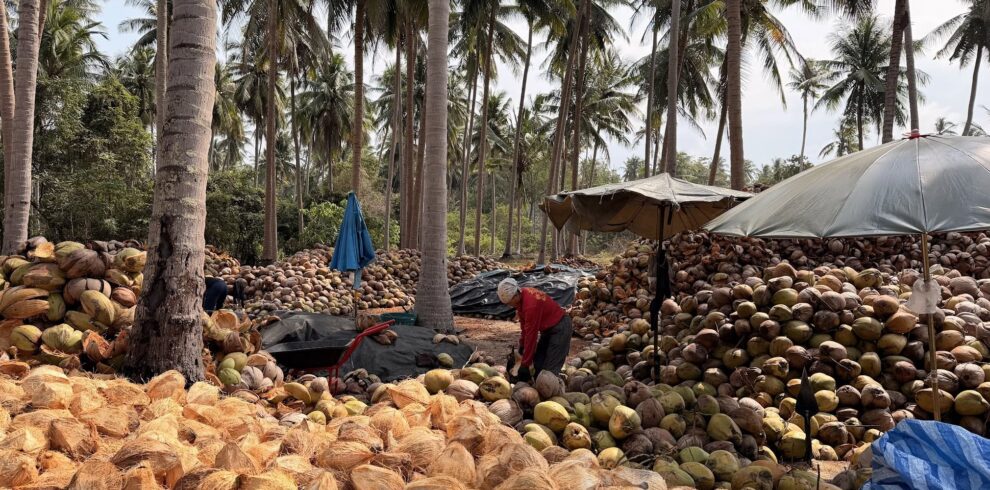 Coconut plantation in southern Thailand - processing freshly harvested coconuts beneath towering palm trees, showcasing the region’s agricultural heritage and tropical landscape.