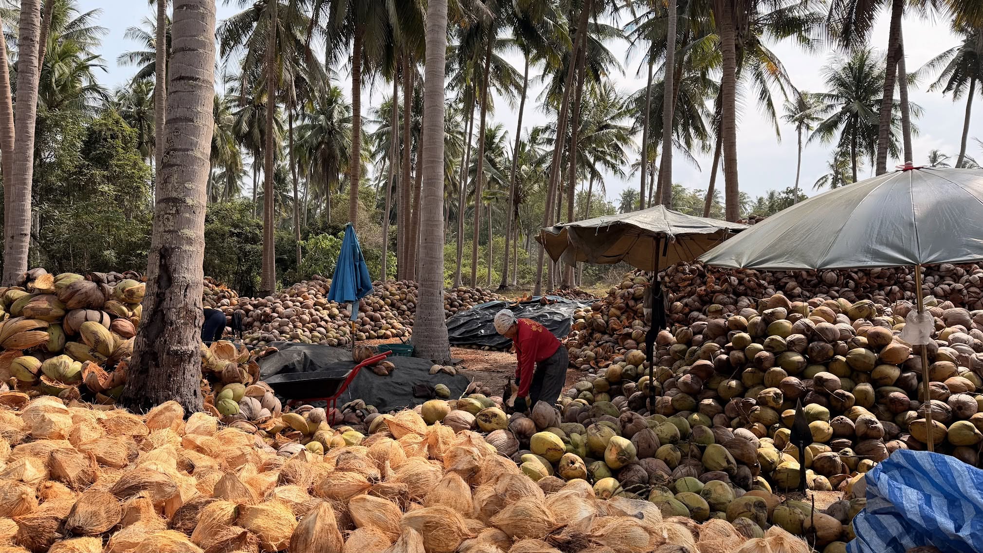 Coconut plantation in southern Thailand - processing freshly harvested coconuts beneath towering palm trees, showcasing the region’s agricultural heritage and tropical landscape.