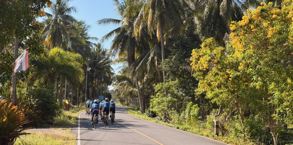 Road cyclists riding through South Thailand beneath coconut trees and lush green jungle, enjoying scenic tropical roads on a Thailand Cycle Tours road bike adventure.