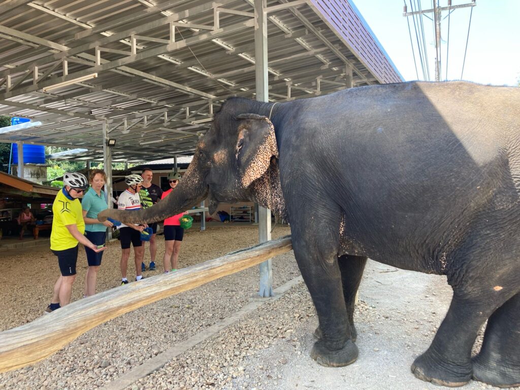 Elefantenfütterung während einer Tour mit Thailand Cycle Tours