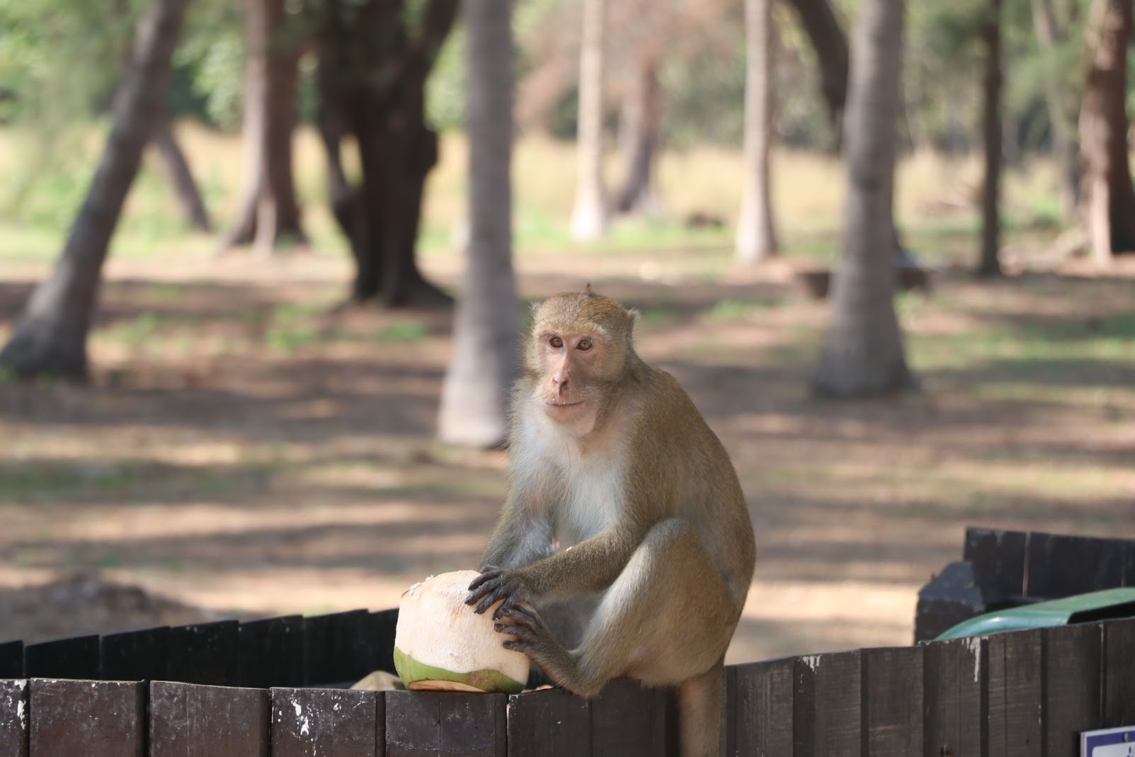 Macaque monkey eating a coconut during a cycling tour in Thailand