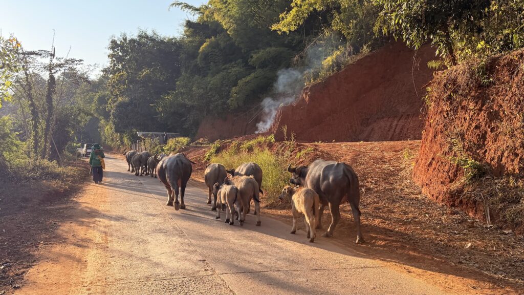 Wildtierbeobachtung: Wasserbüffel während einer Radtour mit Thailand Cycle Tours