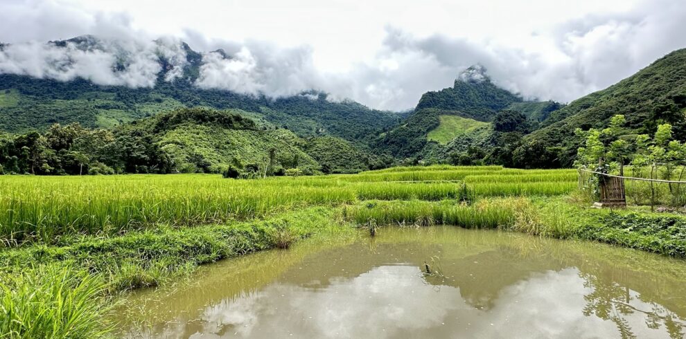 rice field roadside view during Thailand Luang Prabang cycle adventure holiday