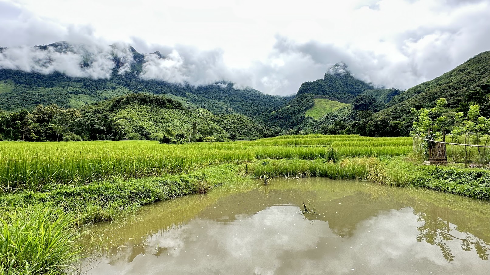 rice field roadside view during Thailand Luang Prabang cycle adventure holiday
